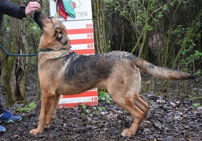 ANDREAS, Schäferhund-Mischling - Rüde