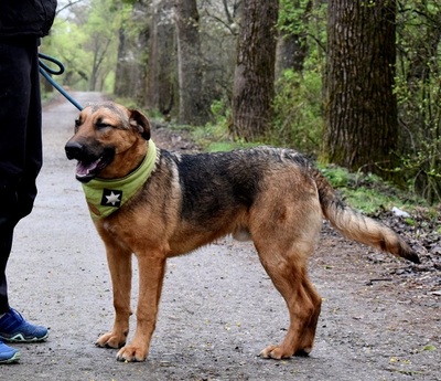 ANDREAS, Schäferhund-Mischling - Rüde