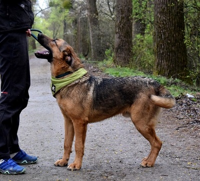 ANDREAS, Schäferhund-Mischling - Rüde