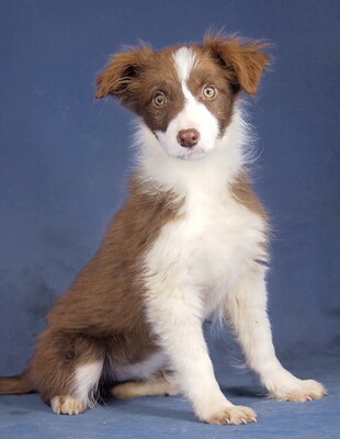 ANGEL - R E S E R V I E R T !!!!! kuschelt gern, sehr lebhaft, neugierig, lernfreudig, katzenverträglich, Border Collie Mischling Welpen - Hündin 1