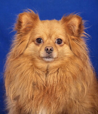 ANGEL - SUCHT DRINGEND EIN ZUHAUSE!!!!! Angst vor Frauen, sehr lieb und freundlich, anhänglich, neugierig, gelehrig, anfangs etwas ängstlich