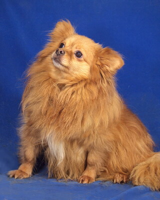 ANGEL - SUCHT DRINGEND EIN ZUHAUSE!!!!! Angst vor Frauen, sehr lieb und freundlich, anhänglich, neugierig, gelehrig, anfangs etwas ängstlich, Spitz Mischling - Betreuungsplatz OÖ - Hündin