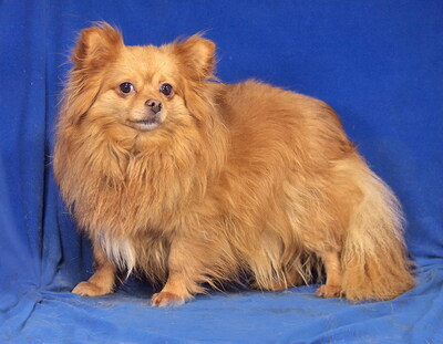 ANGEL - SUCHT DRINGEND EIN ZUHAUSE!!!!! Angst vor Frauen, sehr lieb und freundlich, anhänglich, neugierig, gelehrig, anfangs etwas ängstlich, Spitz Mischling - Betreuungsplatz OÖ - Hündin