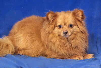 ANGEL - SUCHT DRINGEND EIN ZUHAUSE!!!!! Angst vor Frauen, sehr lieb und freundlich, anhänglich, neugierig, gelehrig, anfangs etwas ängstlich, Spitz Mischling - Betreuungsplatz OÖ - Hündin