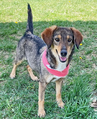 ANGIE - NOTFALL!!! SPENDENAUFRUF!!! quirlig, verspielt, bewegungsfreudig, menschenbezogen, zuweilen unsicher und unterwürfig, vorsichtig, Mischling (Video auf HP) - Hündin