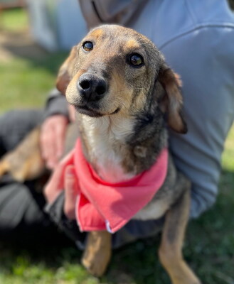 ANGIE - NOTFALL!!! SPENDENAUFRUF!!! quirlig, verspielt, bewegungsfreudig, menschenbezogen, zuweilen unsicher und unterwürfig, vorsichtig, Mischling (Video auf HP) - Hündin