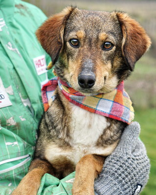 ANGIE - R E S E R V I E R T !!!!! quirlig, verspielt, bewegungsfreudig, menschenbezogen, zuweilen unsicher und unterwürfig, vorsichtig, Mischling (Video auf HP) - Betreuungsplatz Burgenland - Hündin
