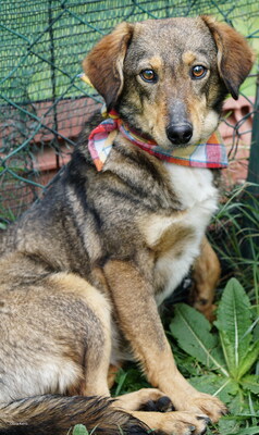 ANGIE - R E S E R V I E R T !!!!! quirlig, verspielt, bewegungsfreudig, menschenbezogen, zuweilen unsicher und unterwürfig, vorsichtig, Mischling (Video auf HP) - Betreuungsplatz Burgenland - Hündin