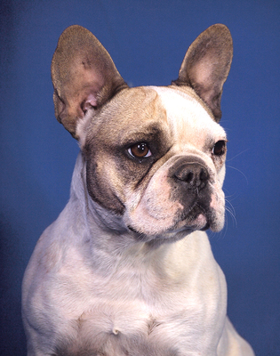 ANGIE - sehr freundlich und verschmust, neugierig, klug, als Zweithund zu einem Rüden, Französische Bulldogge - Hündin