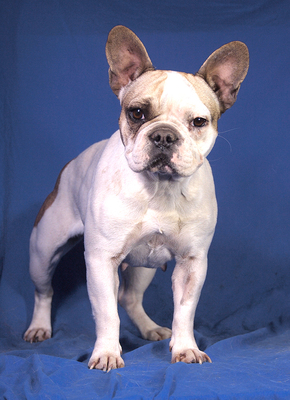 ANGIE - sehr freundlich und verschmust, neugierig, klug, als Zweithund zu einem Rüden, Französische Bulldogge - Hündin