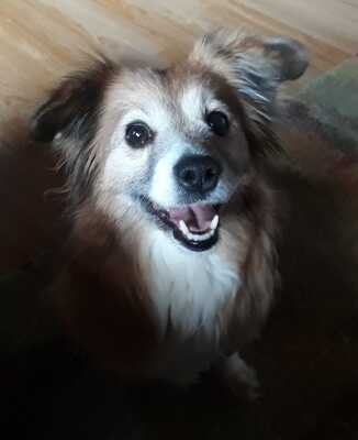 ANIMA, Corgi Dackelmischling - Hündin