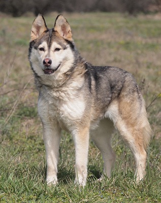 ANKA - liebenswert und freundlich, offenes Wesen, fröhlich, verschmust, aufmerksam, lernwillig, Husky - Hündin