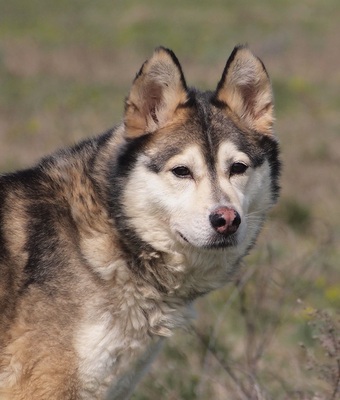 ANKA - liebenswert und freundlich, offenes Wesen, fröhlich, verschmust, aufmerksam, lernwillig, Husky - Hündin