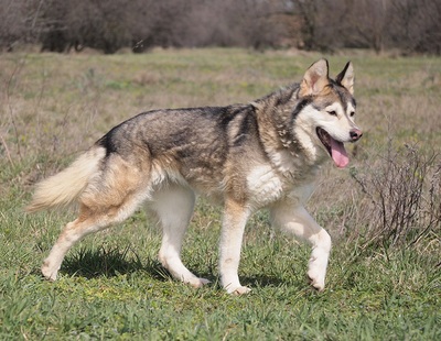 ANKA - liebenswert und freundlich, offenes Wesen, fröhlich, verschmust, aufmerksam, lernwillig, Husky - Hündin