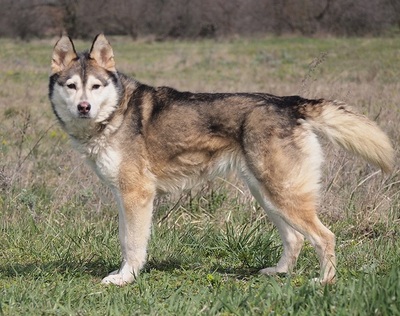 ANKA - liebenswert und freundlich, offenes Wesen, fröhlich, verschmust, aufmerksam, lernwillig, Husky - Hündin