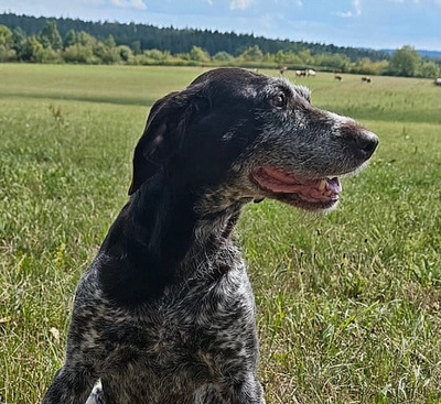 ANNA, Deutsch Drahthaar - Hündin
