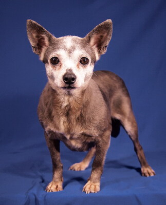 ANNABELLA - sehr lieb und menschenbezogen, ausgeglichen, verschmust, anhänglich, katzenverträglich, Chihuahua - Hündin