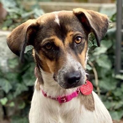 ANYA - Ubeda - NOTFALL!!!, Bodeguero-Andaluz-Mischling - kastriert - Hündin