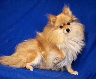 ARABELLA - R E S E R V I E R T !!!!! freundlich und liebenswert, fröhlich, sehr anhänglich, intelligent, lebhaft, katzenverträglich, Spitz - Hündin