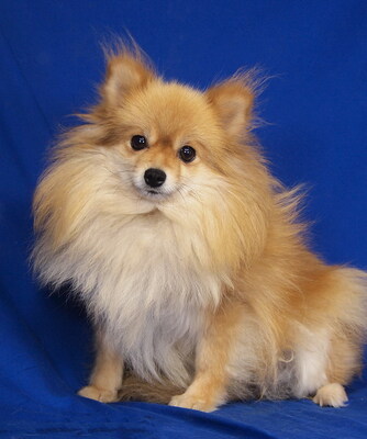 ARABELLA - freundlich und liebenswert, fröhlich, sehr anhänglich, intelligent, lebhaft, katzenverträglich