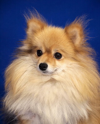 ARABELLA - freundlich und liebenswert, fröhlich, sehr anhänglich, intelligent, lebhaft, katzenverträglich, Spitz - Hündin