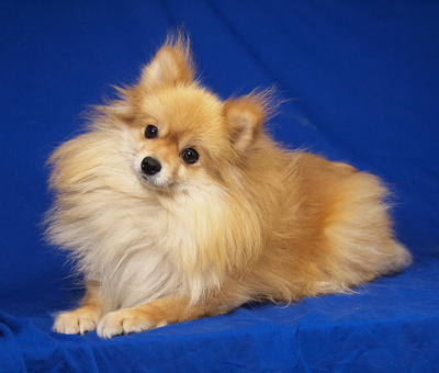 ARABELLA - freundlich und liebenswert, fröhlich, sehr anhänglich, intelligent, lebhaft, katzenverträglich, Spitz - Hündin