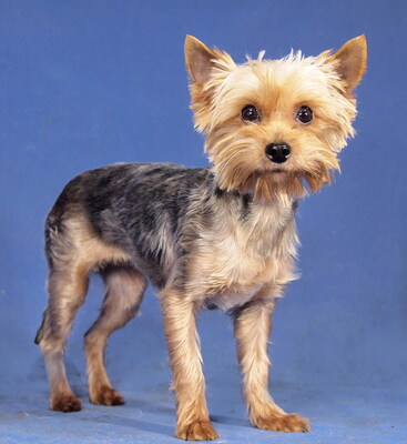 ARABELLA - sehr lieb und anhänglich, verschmust, neugierig, lebhaft, aufgeweckt, katzenverträglich, anfangs etwas ängstlich, Yorkshire Terrier - Hündin