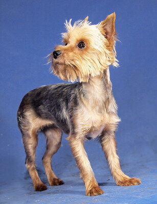 ARABELLA - sehr lieb und anhänglich, verschmust, neugierig, lebhaft, aufgeweckt, katzenverträglich, anfangs etwas ängstlich, Yorkshire Terrier - Hündin