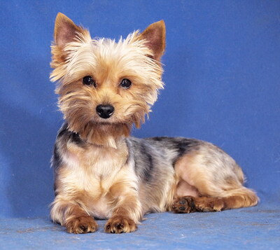 ARABELLA - sehr lieb und anhänglich, verschmust, neugierig, lebhaft, aufgeweckt, katzenverträglich, anfangs etwas ängstlich, Yorkshire Terrier - Hündin