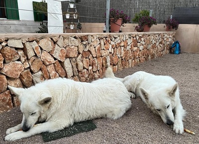 ARAK, Schweizer Schäferhund - Rüde