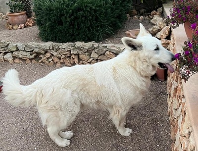 ARAK, Schweizer Schäferhund - Rüde