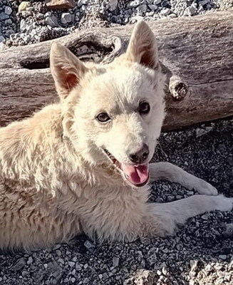 ARCHIE - NOTFALL!!!!! SUCHT DRINGEND EIN NEUES ZUHAUSE!!!!! sehr lieb und verschmust, aufgeweckt, intelligent, lebhaft, anhänglich, Mudi Mischling (Video auf HP) - Betreuungsplatz NÖ - Rüde