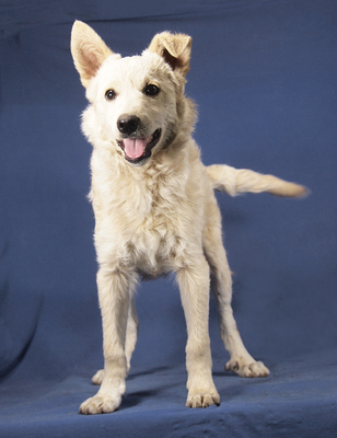 ARCHIE - R E S E R V I E R T !!!!! anschmiegsam, anhänglich, verspielt, intelligent, lebhaft, anfangs etwas ängstlich, Mischling Welpen - Rüde