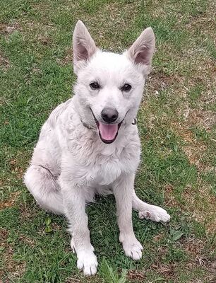 ARCHIE - SUCHT DRINGEND EIN NEUES ZUHAUSE!!!!! sehr lieb und verschmust, aufgeweckt, intelligent, lebhaft, Mudi Mischling (Video auf HP) - Betreuungsplatz NÖ - Rüde