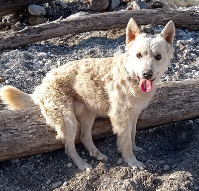 ARCHIE - SUCHT DRINGEND EIN NEUES ZUHAUSE!!!!! sehr lieb und verschmust, aufgeweckt, intelligent, lebhaft, anhänglich, Mudi Mischling - Betreuungsplatz NÖ - Rüde