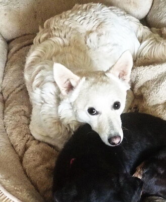 ARCHIE - SUCHT DRINGEND EIN NEUES ZUHAUSE!!!!! sehr lieb und verschmust, aufgeweckt, intelligent, lebhaft, anhänglich