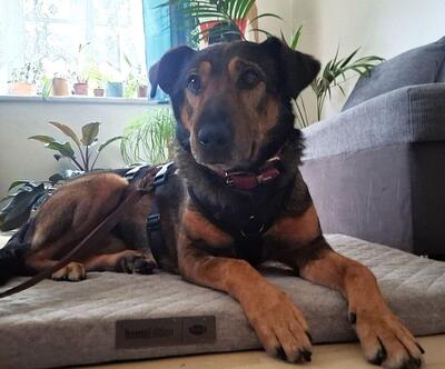 ARCHIE - SUCHT DRINGEND EIN ZUHAUSE!!!!! menschenbezogen, zutraulich, aktiv, intelligent, aufgeweckt, Mischling (Video auf HP) - Betreuung OÖ - Rüde