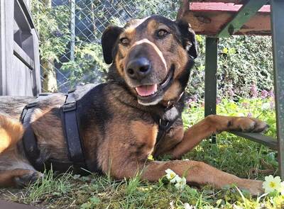 ARCHIE - SUCHT DRINGEND EIN ZUHAUSE!!!!! menschenbezogen, zutraulich, aktiv, intelligent, aufgeweckt, Mischling (Video auf HP) - Betreuungsplatz OÖ - Rüde