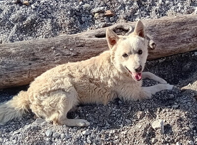 ARCHIE - SUCHT DRINGEND EIN ZUHAUSE!!!!! sehr lieb und verschmust, aufgeweckt, intelligent, lebhaft, anhänglich, Mischling - Betreuungsplatz NÖ - Rüde