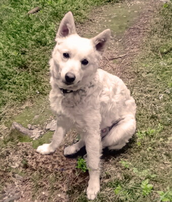 ARCHIE - SUCHT DRINGEND EIN ZUHAUSE!!!!! sehr lieb und verschmust, aufgeweckt, intelligent, lebhaft, anhänglich, Mischling - Betreuungsplatz NÖ - Rüde