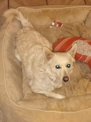 ARCHIE - SUCHT DRINGEND EIN ZUHAUSE!!!!! sehr lieb und verschmust, aufgeweckt, intelligent, lebhaft, anhänglich, Mischling - Betreuungsplatz NÖ - Rüde