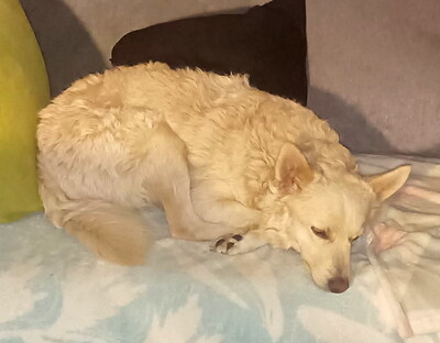 ARCHIE - SUCHT DRINGEND EIN ZUHAUSE!!!!! sehr lieb und verschmust, aufgeweckt, intelligent, lebhaft, anhänglich, Mudi Mischling - Betreuungsplatz NÖ - Rüde