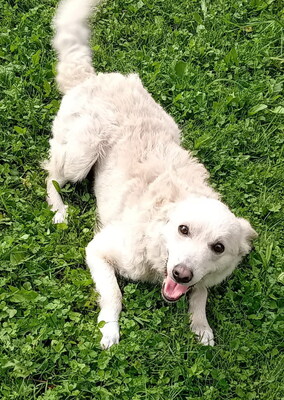 ARCHIE - SUCHT DRINGEND EIN ZUHAUSE!!!!! sehr lieb und verschmust, aufgeweckt, intelligent, lebhaft, anhänglich