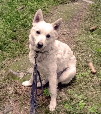 ARCHIE - SUCHT DRINGEND EIN ZUHAUSE!!!!! sehr lieb und verschmust, aufgeweckt, intelligent, lebhaft, anhänglich, Mudi Mischling (Video auf HP) - Betreuungsplatz NÖ - Rüde