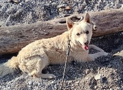 ARCHIE - SUCHT DRINGEND EIN ZUHAUSE!!!!! sehr lieb und verschmust, aufgeweckt, intelligent, lebhaft, anhänglich, Mudi Mischling (Video auf HP) - Betreuungsplatz NÖ - Rüde