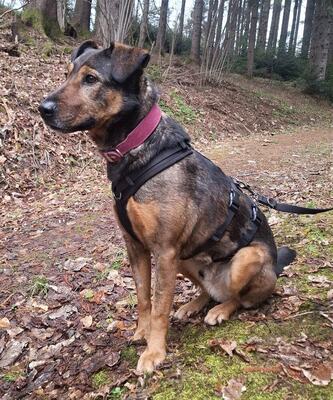 ARCHIE - menschenbezogen, zutraulich, aktiv, intelligent, aufgeweckt, Mischling (Video auf HP) - Betreuungsplatz OÖ - Rüde