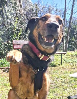 ARCHIE - menschenbezogen, zutraulich, aktiv, intelligent, aufgeweckt, Mischling (Video auf HP) - Betreuungsplatz OÖ - Rüde