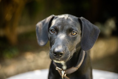 ARCHY, Labradormix - Rüde