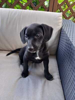 ARCHY, Mischling - Rüde