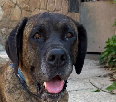 ARES, Doggen-Mischling - Hündin